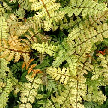 Dryopteris lepidopoda - Sunset Fern