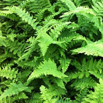 Dryopteris affinis Crispa - Fausse Fougère mâle naine