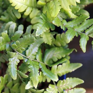 Dryopteris championii - Champion's Wood fern