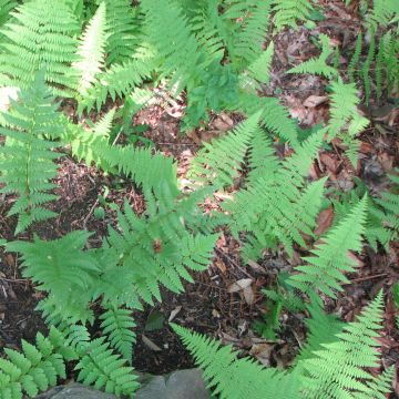 Dryopteris clintoniana - Clinton's Wood Fern