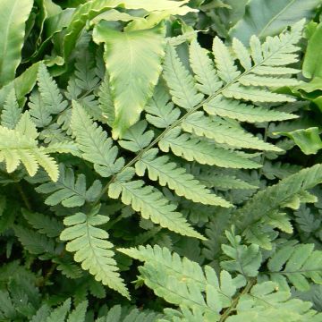 Dryopteris coreanomontana - Wood Fern