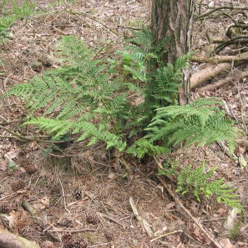 Dryopteris dilatata - Broad Buckler Fern