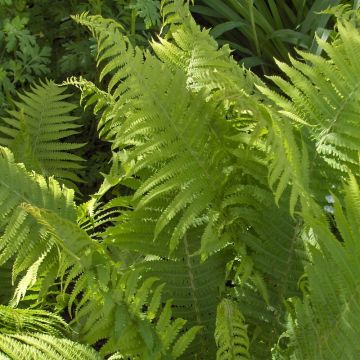 Dryopteris filix-mas Crispa Cristata - Male Fern