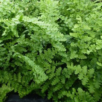 Dryopteris filix-mas Barnesii - Male Fern