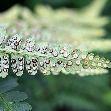 Dryopteris ludoviciana - Florida Shield Fern