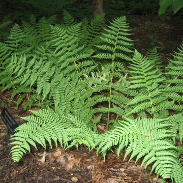 Dryopteris marginalis - Marginal Wood Fern