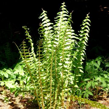 Dryopteris tokyoensis - Tokyo Wood Fern