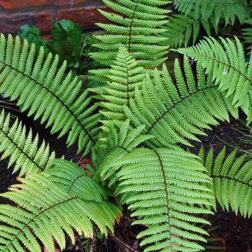 Dryopteris wallichiana - Wood Fern