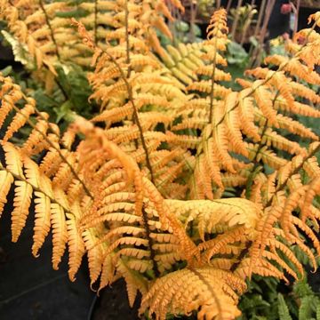 Dryopteris wallichiana Jurassic Gold - Wood Fern