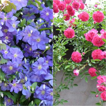 Abundance duo - Clematis Perle d'Azur and Rose Excelsa