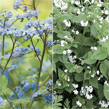Duo of White and Blue Brunnera