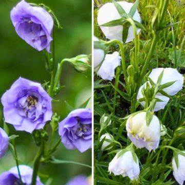 Duo of Peach-leaved bellflower