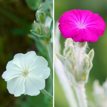 Lychnis  coronaria  and L. coronaria 'Alba'