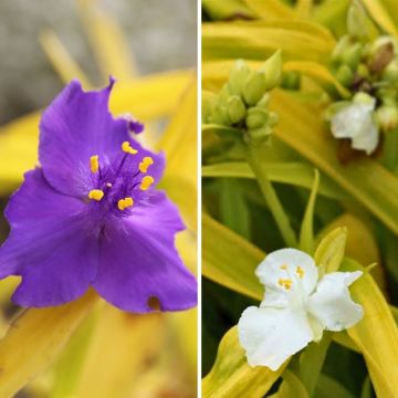 Virginia's Ephemeral Duo with Golden Foliage