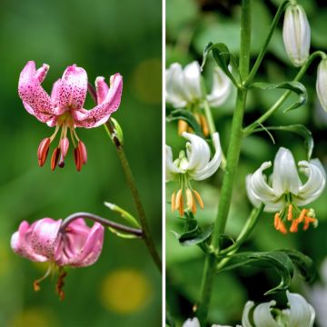 Lilium martagon Duo - Martagon Lily