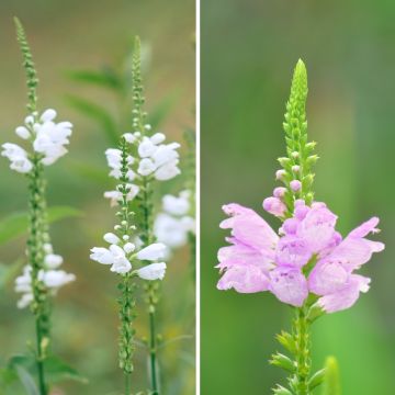 Duo of White and Pink Physostegias