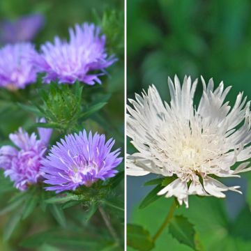 Stokesia laevis Alba and Blue Star