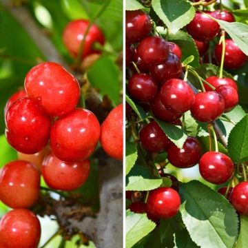 Columnar Tart Cherry tree pairing