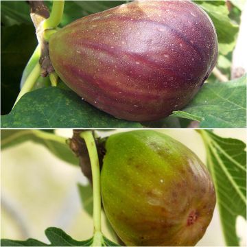 Duo of Brown Turkey red fig trees and Goutte d'Or white fig trees