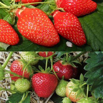 Duo de fraisiers Gariguette et Mara des Bois