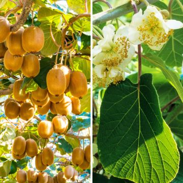 Duo of Kiwi plants: Montcap (female) and Tomuri (male pollinator)