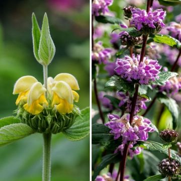 Pair of Phlomis