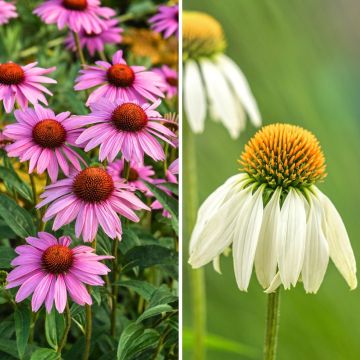 Duo of Echinacea purpurea and E. purpurea Alba - Purple coneflower