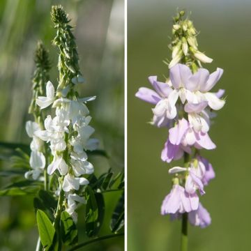 Blue and White Galega hartlandii - Hartland Goat's Rue