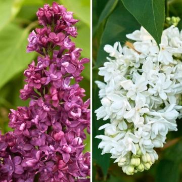 Duo of Double-flowered Lilacs