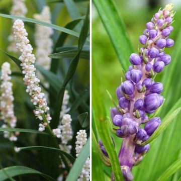 Liriope muscari Pairing