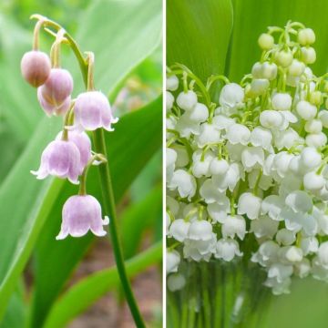 Convallaria majalis and C. majalis 'Rosea'