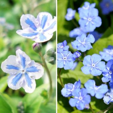 Omphalodes cappadocica 'Cherry Ingram', 'Starry Eyes'