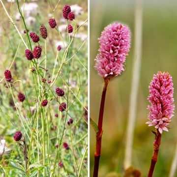 Pair of Sanguisorba officinalis - Tanna and Pink Tanna