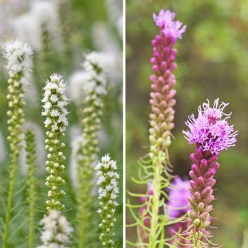 Duo of Liatris - Dense Blazing star