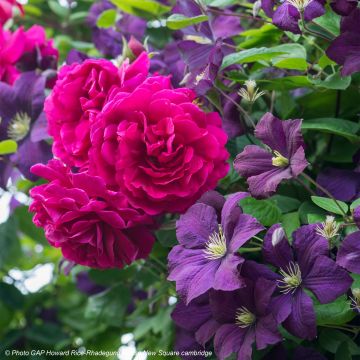 Velvet Duo - Duo of rose and clematis