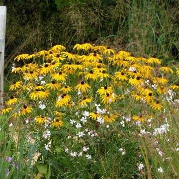 Late summer perennial duo