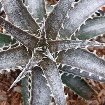 Dyckia Pale Ryder