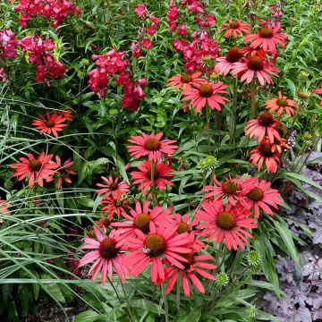 Echinacea purpurea Prima® Ruby