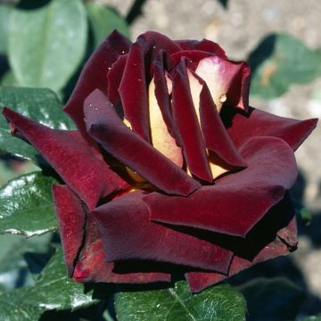 Rosa 'Eddy Mitchell' - Standard Rose