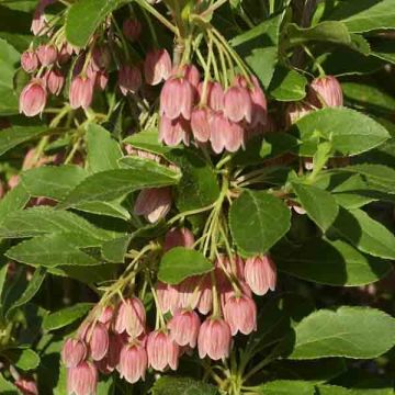 Enkianthus campanulatus var. palibinii