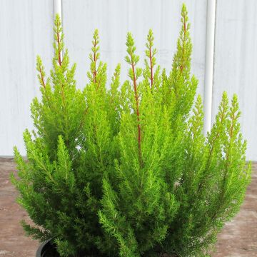 Erica arborea Estrella Gold - Tree Heath