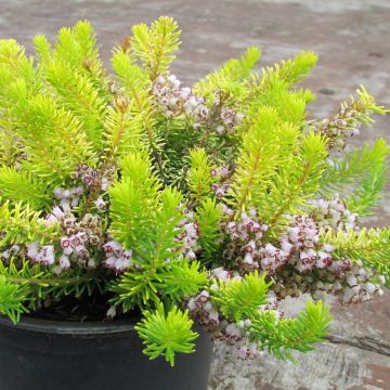 Erica vagans f. aureifolia Yellow John - Heath