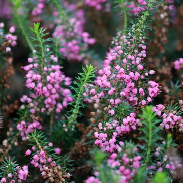 Erica vagans Mrs D.F. Maxwell - Cornish Heath