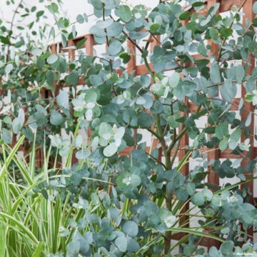 Eucalyptus gunnii - Cider gum