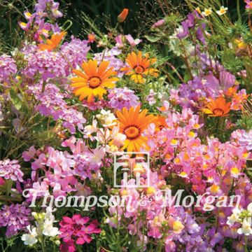 Mix of annuals Seeds - Easy Annuals Fairy Mixed