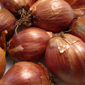 Shallot - Allium cepa aggregatum Ardente