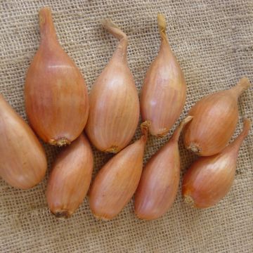 Jermor Shallot plants - Allium cepa