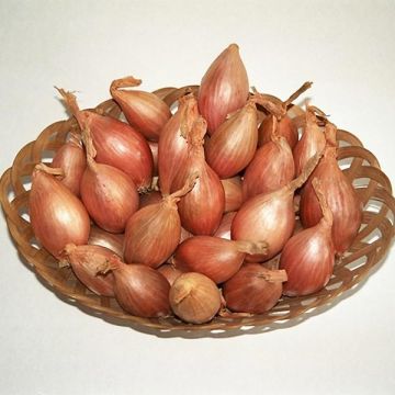 Organic Longor Shallot - Allium cepa