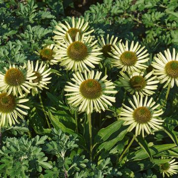 Echinacea purpurea Avalanche - Purple Coneflower