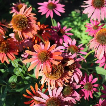 Echinacea purpurea Cheyenne Spirit - Purple Coneflower